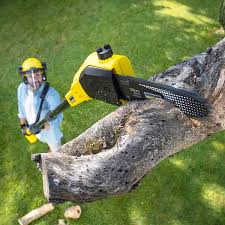 Best Tree Health Inspection  in Norwood Young America, MN