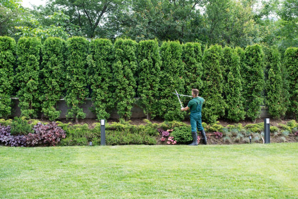 Best Tree Removal  in Norwood Young America, MN