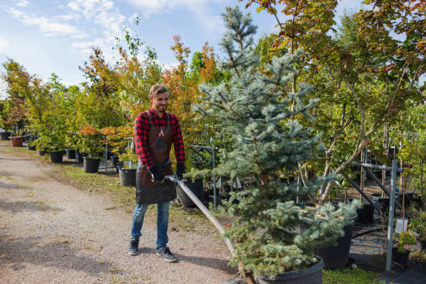 Professional Tree Services in Norwood Young America, MN